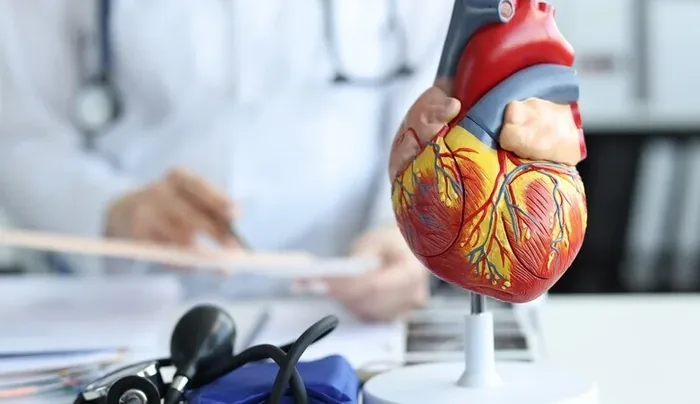 Modelo anatômico de coração sobre a mesa do consultório